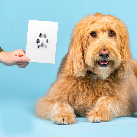 Paw Print Stamp Pad